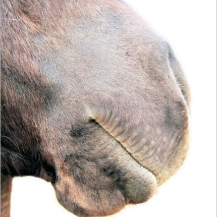 The Fall Of Heartless Horse