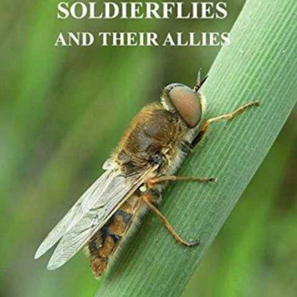 British Soldierflies and Their Allies