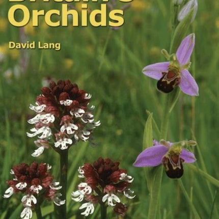 Britain`s Orchids