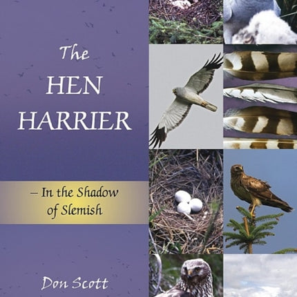 The Hen Harrier: In the Shadow of Slemish