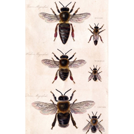 Bee Genetics and Breeding