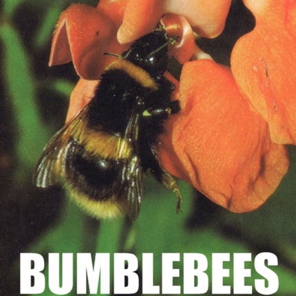 Bumble Bees