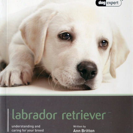 Labrador - Dog Expert