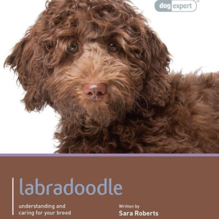 Labradoodle - Dog Expert