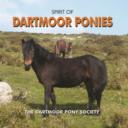 Spirit of Dartmoor Ponies