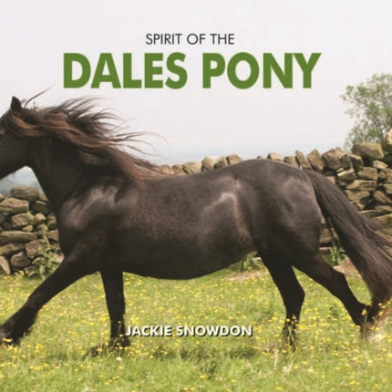 Spirit of the Dales Pony