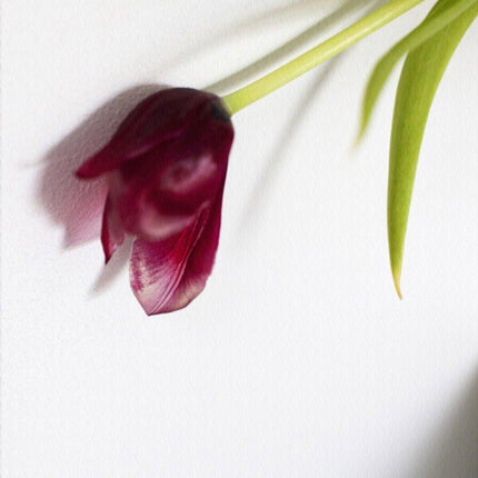 Tulip: My Mother's Favourite Flower