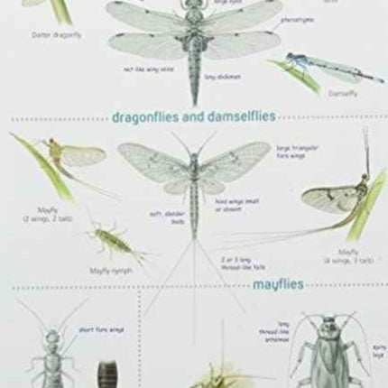 Guide to Insects of the British Isles