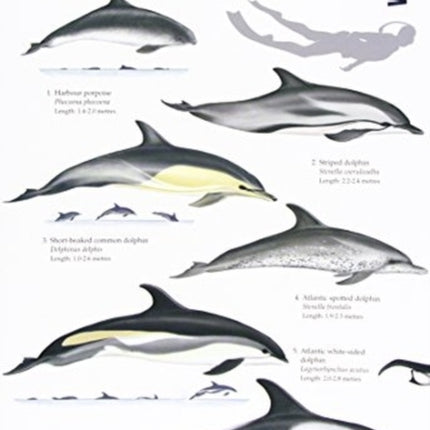 Guide to the UK Cetaceans and Seals