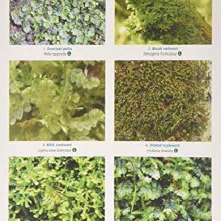 Guide to Mosses and Liverworts of Woodlands