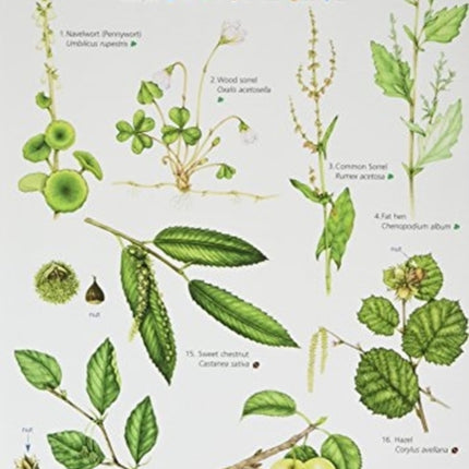 Guide to Foraging: Top 25 Edible Plants