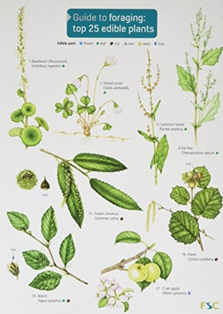 Guide to Foraging: Top 25 Edible Plants