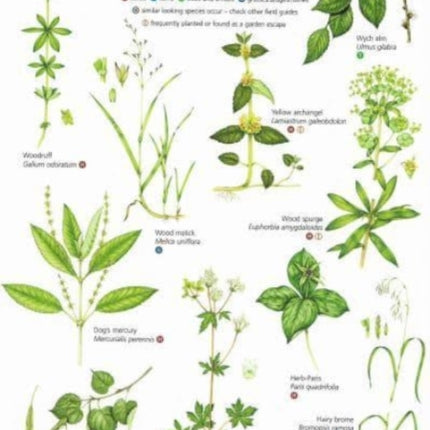 Guide to Ancient Woodland Indicator Plants