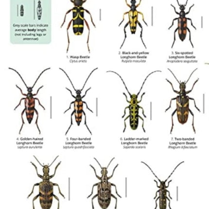 Guide to longhorn beetles of Britain: 2018