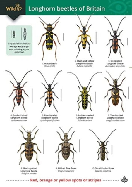 Guide to longhorn beetles of Britain: 2018