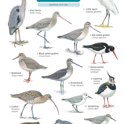 Guide to winter coastal birds: 2018