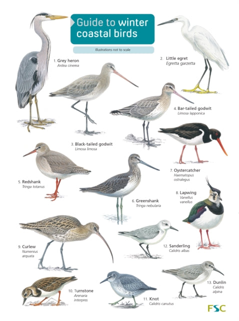 Guide to winter coastal birds: 2018