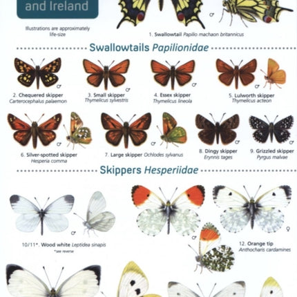 Guide to the butterflies of Britain and Ireland: 2019