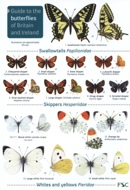 Guide to the butterflies of Britain and Ireland: 2019