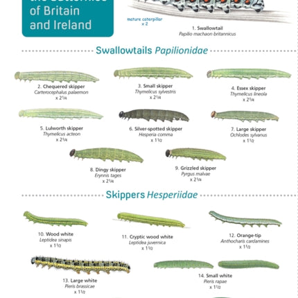 Guide to caterpillars of the butterflies of Britain and Ireland: 2019