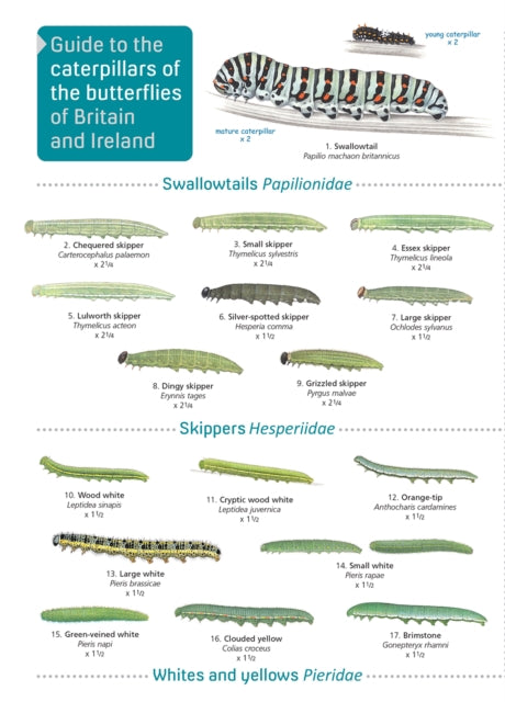 Guide to caterpillars of the butterflies of Britain and Ireland: 2019