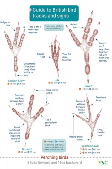 Guide to British bird tracks and signs: 2019