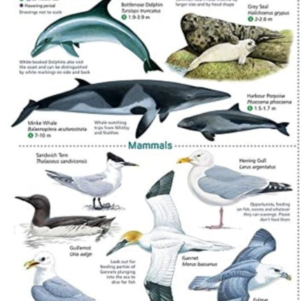 Coastal wildlife of the North York Moors