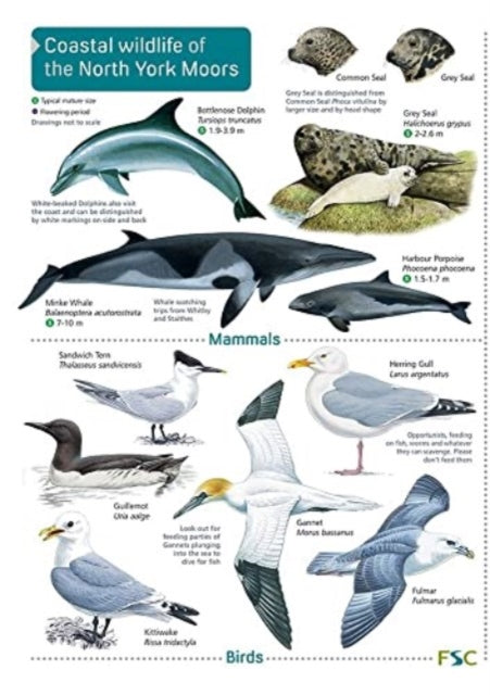 Coastal wildlife of the North York Moors