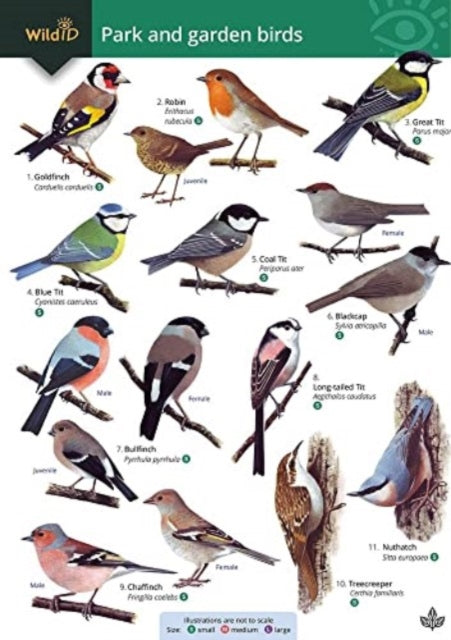 Park and garden birds