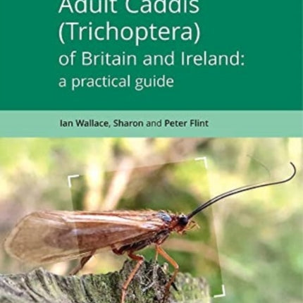 Adult Caddis (Trichoptera) of Britain and