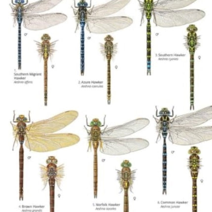 Dragonflies and damselflies