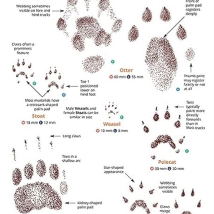 Mammal tracks and signs