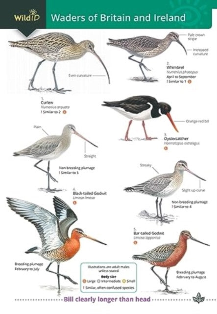 Wader of Britain and Ireland: 2023