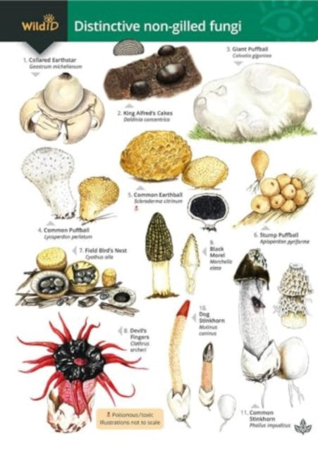 Distinctive non-gilled fungi: 2023