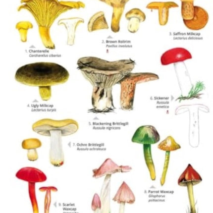 Distinctive gilled fungi: 2023