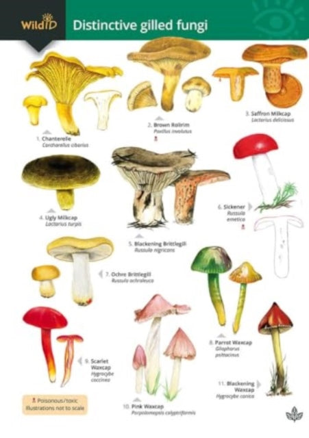 Distinctive gilled fungi: 2023