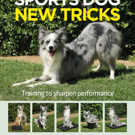 Sports Dog New Tricks: Training to Sharpen