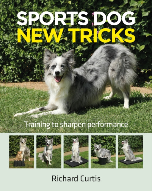 Sports Dog New Tricks: Training to Sharpen