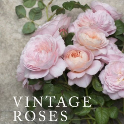 Vintage Roses: Beautiful varieties for home and garden