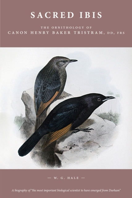 Sacred Ibis: The Ornithology of Canon Henry Baker