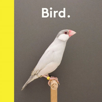 Bird.: The best new photography of birds