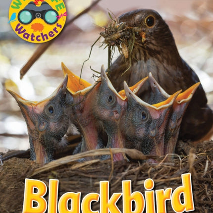 Wildlife Watchers: Blackbird