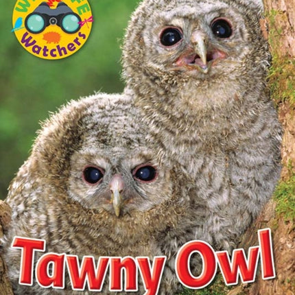 Wildlife Watchers: Tawny Owl