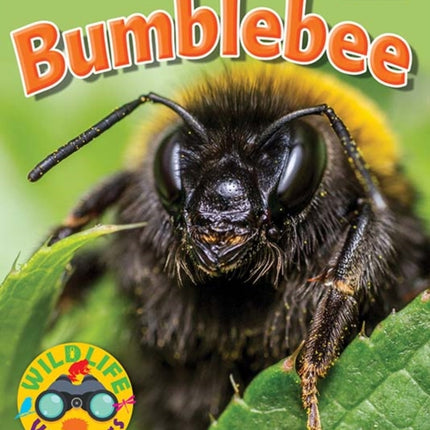 Wildlife Watchers: Bumblebee