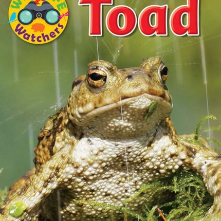 Wildlife Watchers: Toad