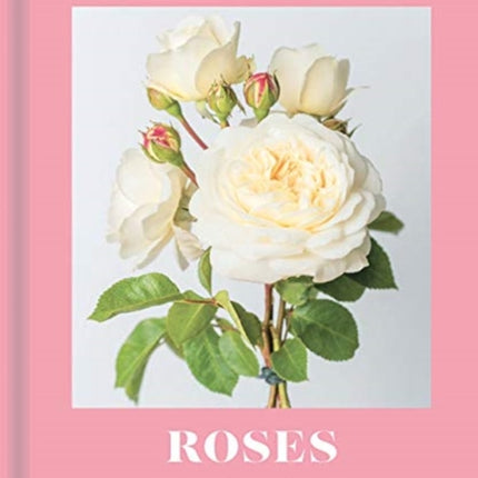 Roses: Beautiful varieties for home and garden