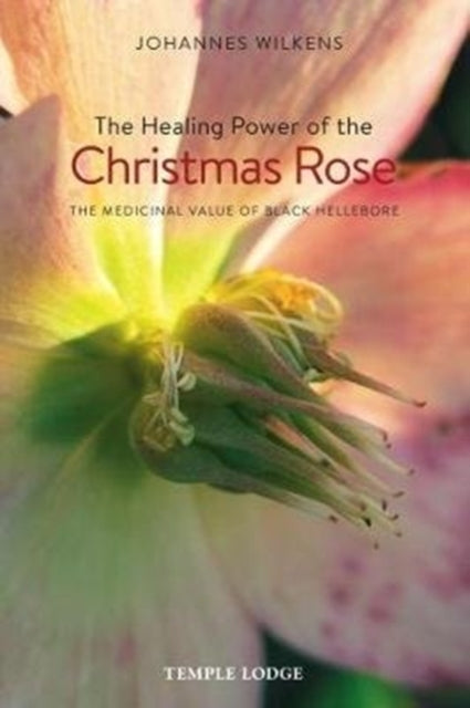 The Healing Power of the Christmas Rose: The Medicinal Value of Black Hellebore