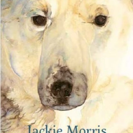 Jackie Morris Postcard Pack: The Ice Bear