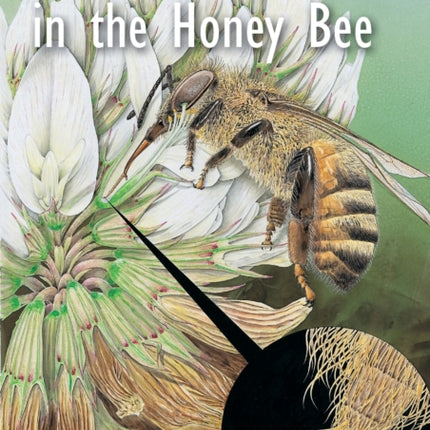 Form and Function in the Honey Bee
