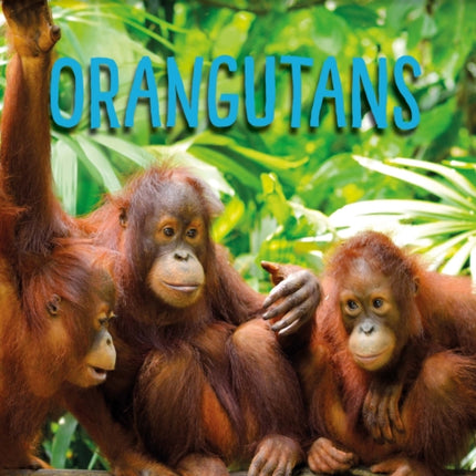 Orangutans: Animals In Danger